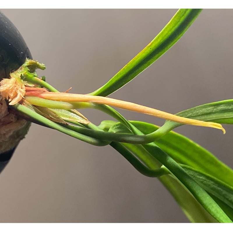 Homalomena anthurioides from 