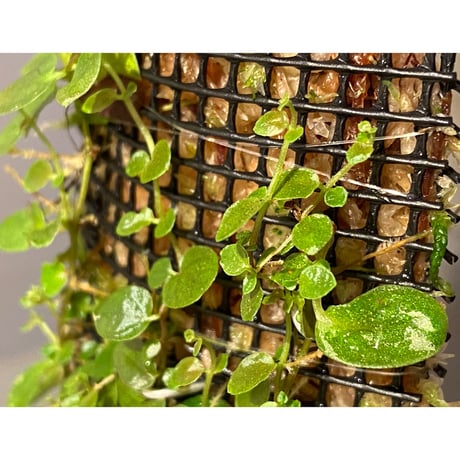 Ficus sp. from Aceh sumatera [LA0616-04]