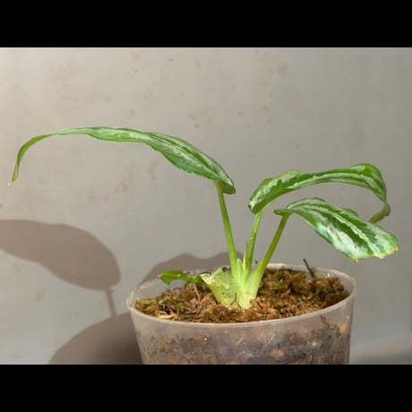 Schismatoglottis sp. from China [カミハタ]