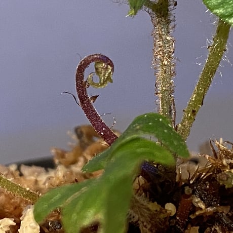 Quercifilix zeylanica from Sri Lanka