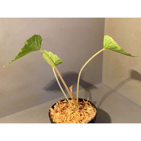 Begonia sp. from Na Hang [YH1118] TK