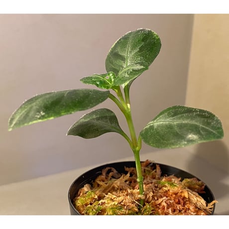 Gymnostachyum sp. from Aceh sumatera [LA1116-02]