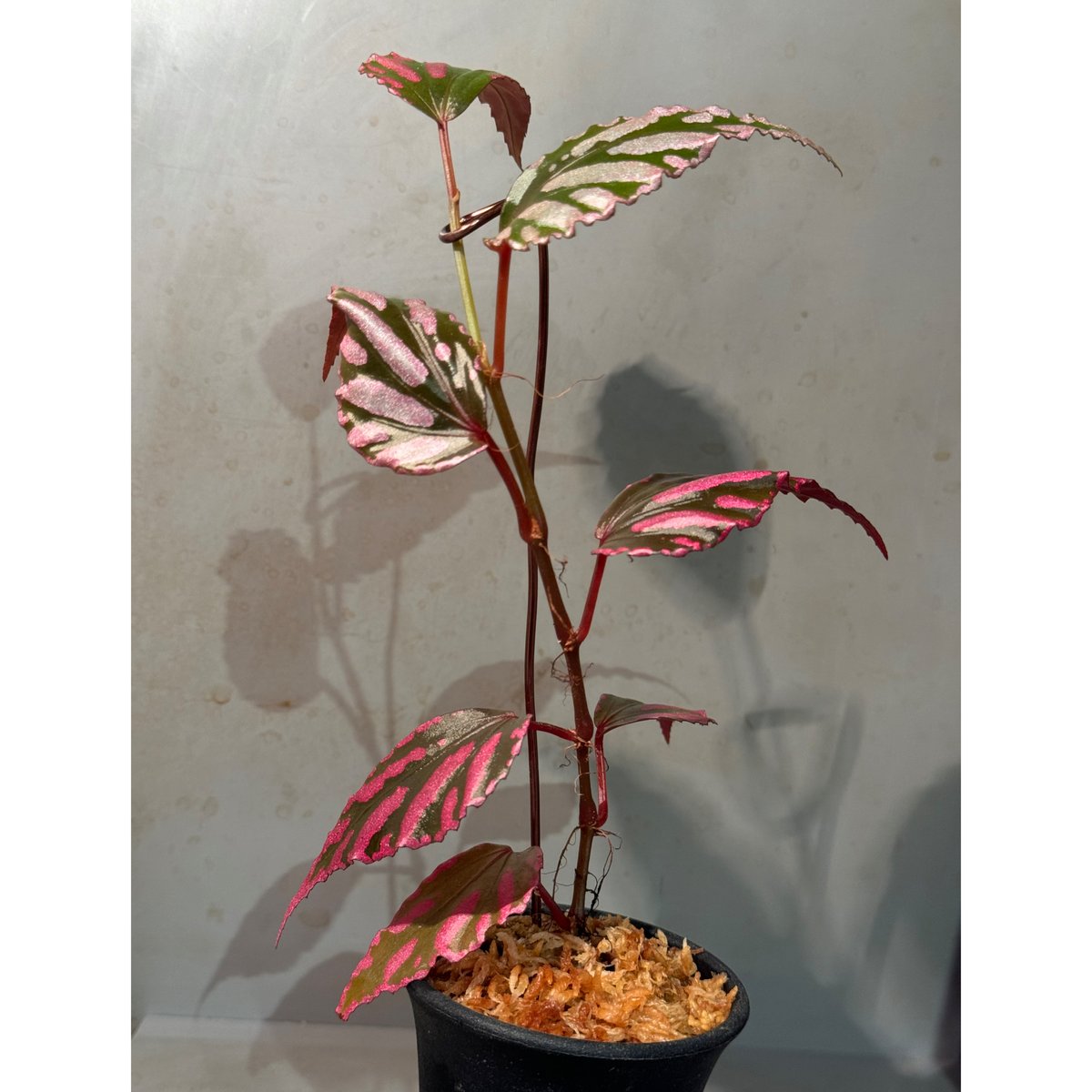 Begonia sp. ぼっち株 from Julau [R1214-01b] | M・R・G・R