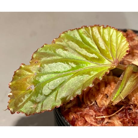 Begonia sp. from Lampung sumatera [LA1118-01]