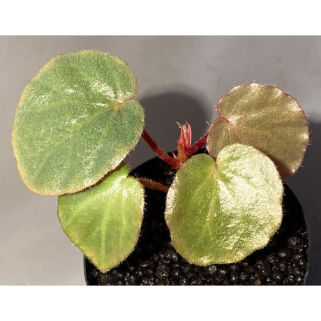 Begonia sp. f1 from Sumatera [NT ORCHID]