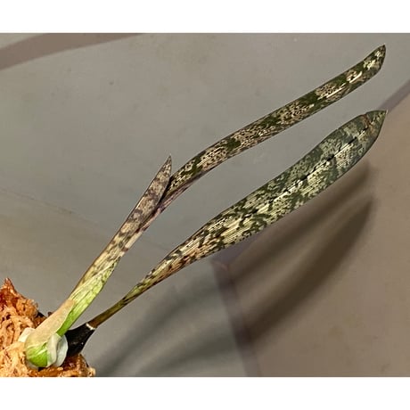 Oeceoclades spathulifera ①