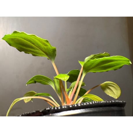 (2芽立ち タグ付き) Homalomena sp. from Tambunan [TK200217]