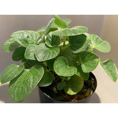 Peperomia sp. from Iquitos Peru [tanakay]