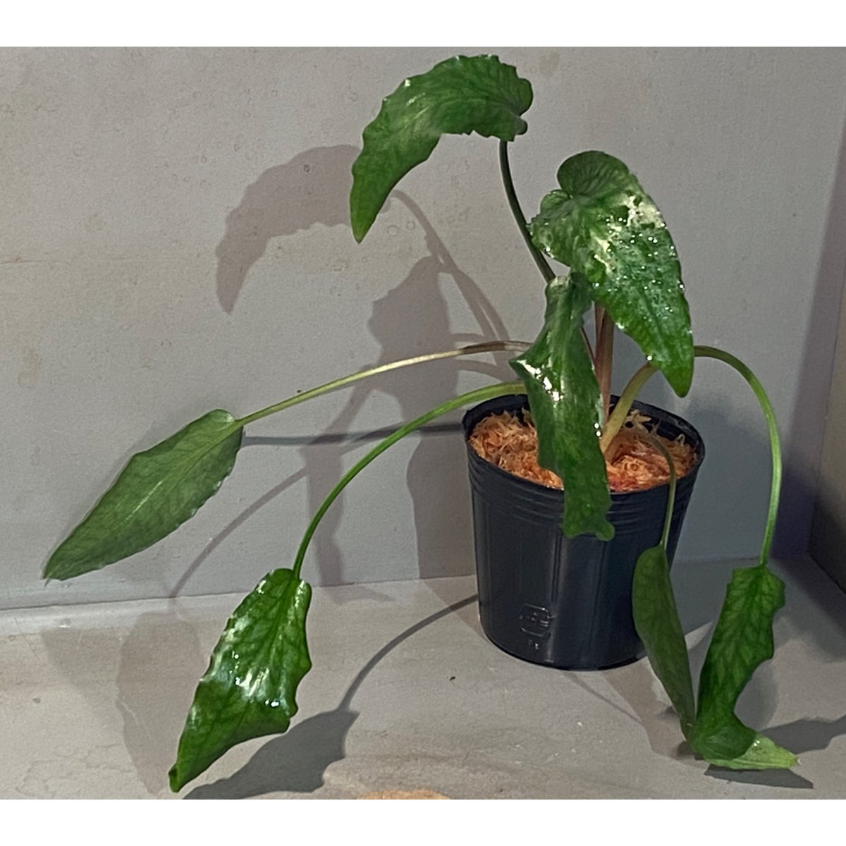 Cryptocoryne joshanii from Basilan island phili