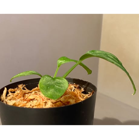 Homalomena sp. "Sunshine Natal"BNN from Sibolga timur [AZ1217-6]
