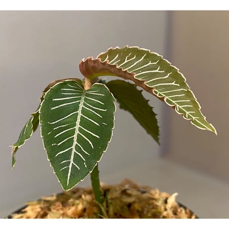 Ardisia sp. from Perlis Malaysia