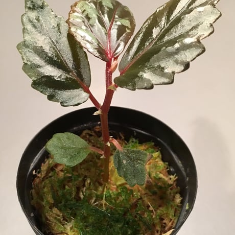 Begonia sp. from Sarawak