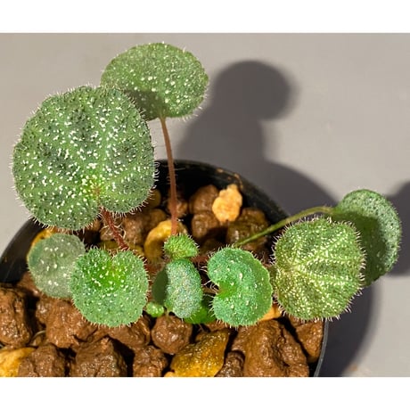 Begonia ningmingensis var. bella