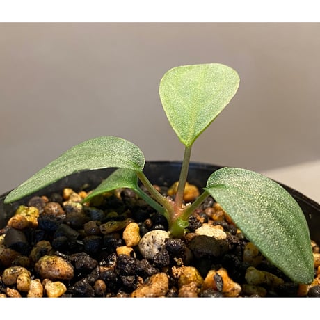 Homalomena sp. "月輪" from Sumatera Utara [LA0118-02]