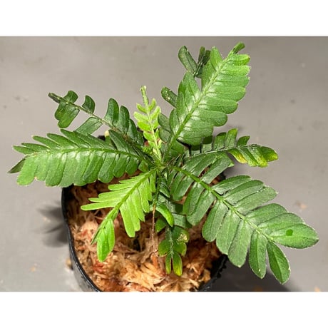 Biophytum sp. BB8th [LA]