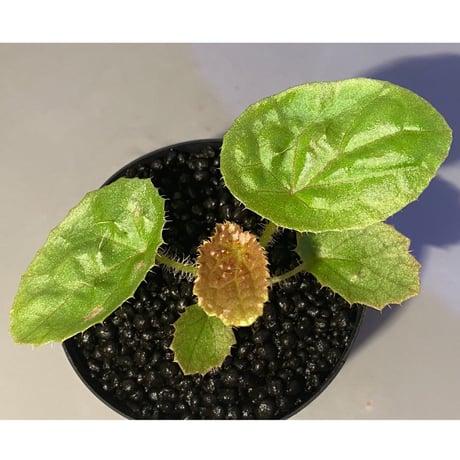 Begonia susaniae