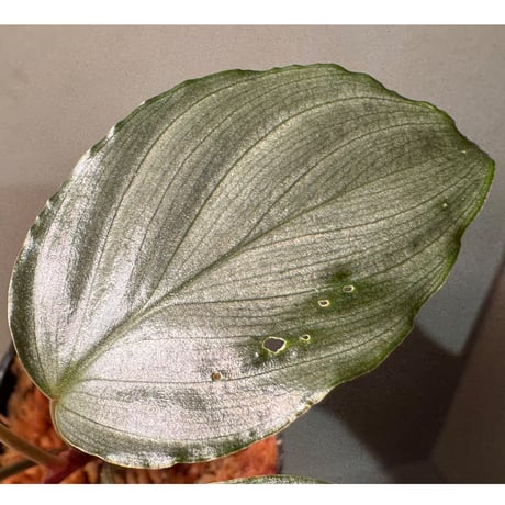 Homalomena sp. "Red" from Bogor