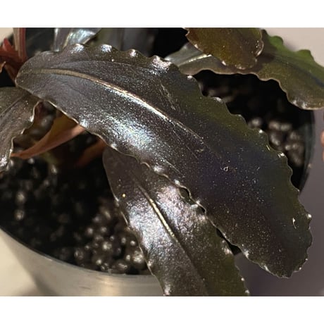 (2芽立ち) Bucephalandra sp. "Kualakuyan Type2"