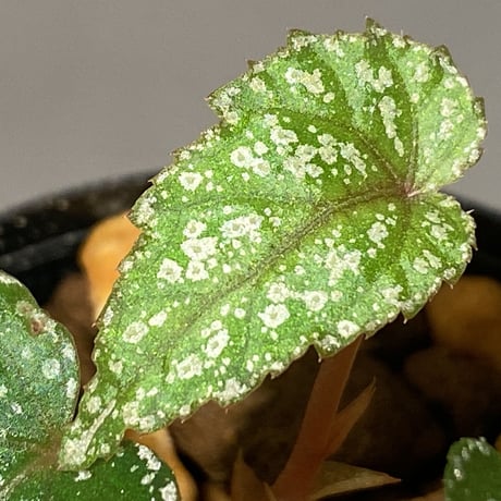 Begonia handelii var. prostrata from Viet Nam