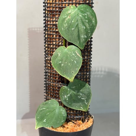 Philodendron sp. from Iquitos Peru [tanakay]