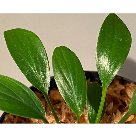 Homalomena sp. Sekadau Selatan