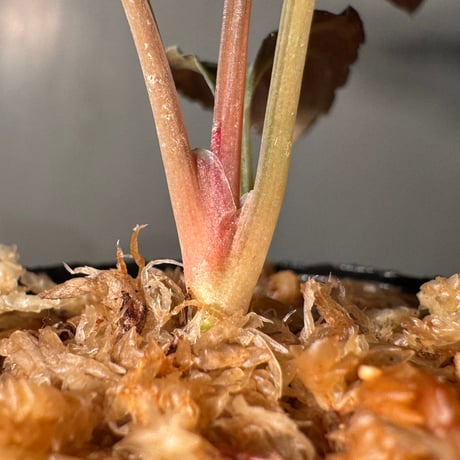 Homalomena sp. "Red leaf" from Kalbar [AZ0823-2] ①