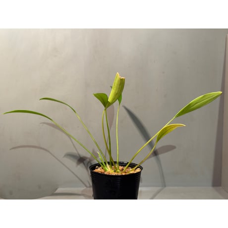 Pursegloveia cf. minima from Kapuas hulu West Kalimantan