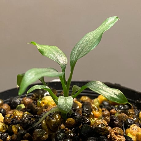 Homalomena sp. White leaf from "Pendang" Kal tengah [TB]