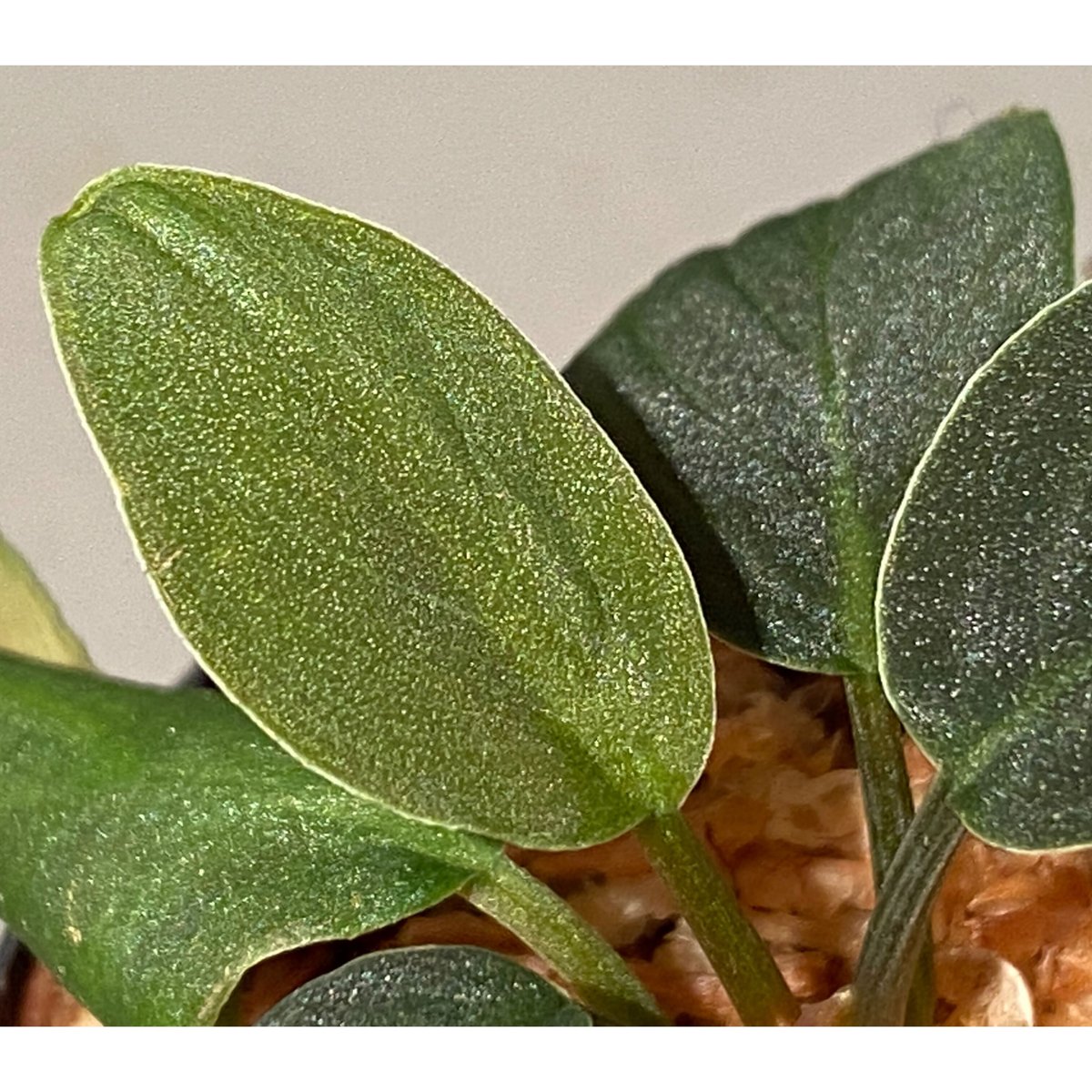 Homalomena sp. \"月輪\" [LA0318-01] Homalomena sp. 