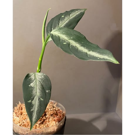 Aglaonema pictum "Hair Line" from Tigalingga [HW0219-01g] ①