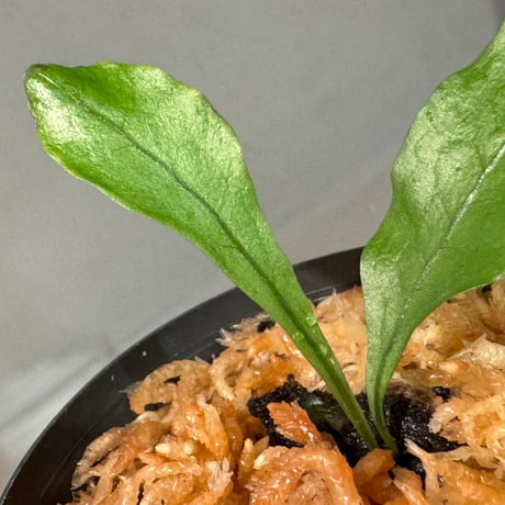 Microsorium sp. from Trat Thailand