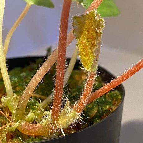 Begonia blancii