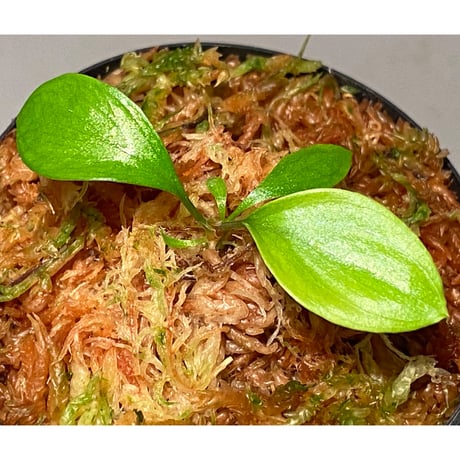 Homalomena sp. "Aceh selatan" Aceh Sumatra [TB]