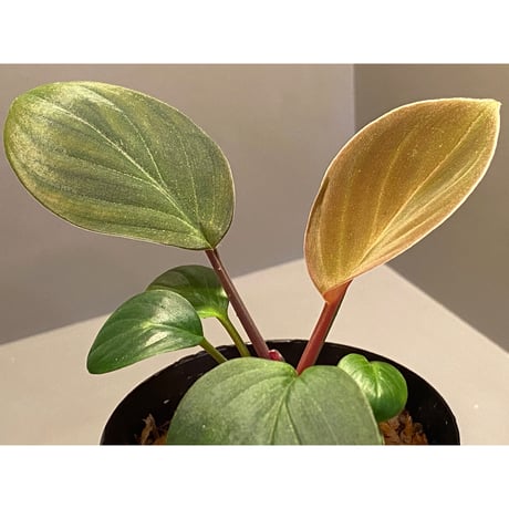 Homalomena sp. "Ngabang" Kal barat [TB]