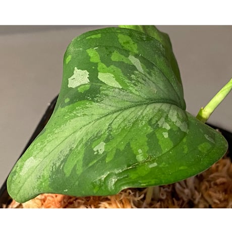Aglaonema pictum tricolor from Aceh sumatera [LA0216-03 i]
