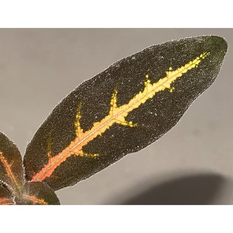 Aphelandra maculata from Madre de Dios [LA1017-02]