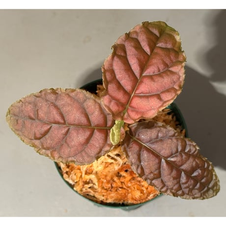 Ardisia sp. from Lao Cai-E [R0517-01]