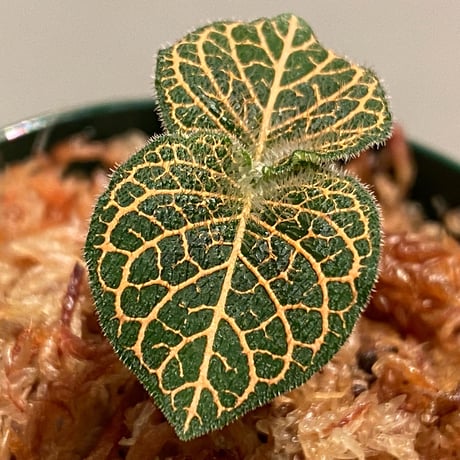 Argostemma neurocalyx from Riau sumatera [LA0815-02]