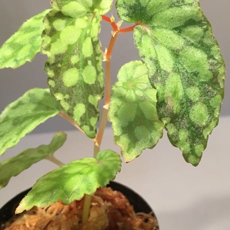Begonia chlorosticta [Green] from Borneo Sarawak