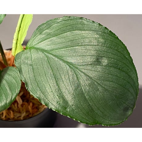 Homalomena sp. "Kayu Lapis" White Kal-barat [TB]