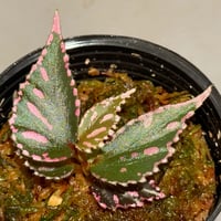 Begonia sp. ぼっち株 from Julau [R1214-01b]