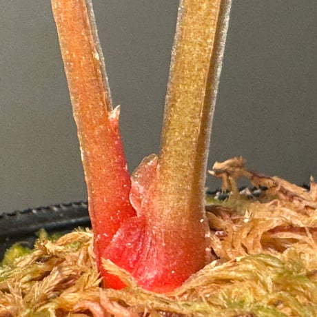 Anthurium luxurians