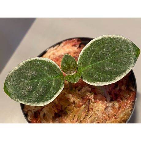 Cosmianthemum bullatum [LA0515-02]