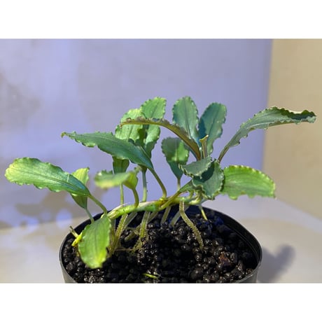 Bucephalandra sp. "Pakak 3" [MF0417-5A]