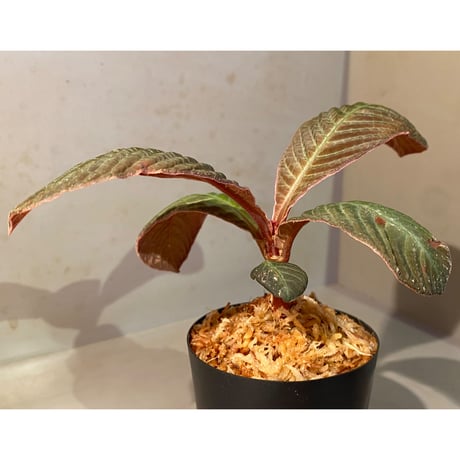 Hoffmannia refulgens