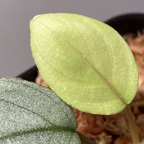 Homalomena hyb. Rec110-03 [K0320-f1] KZT