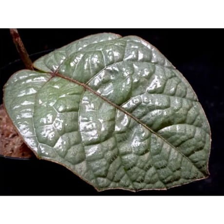 Pterisanthes sp. from Sabah-1 [R0515-01a]