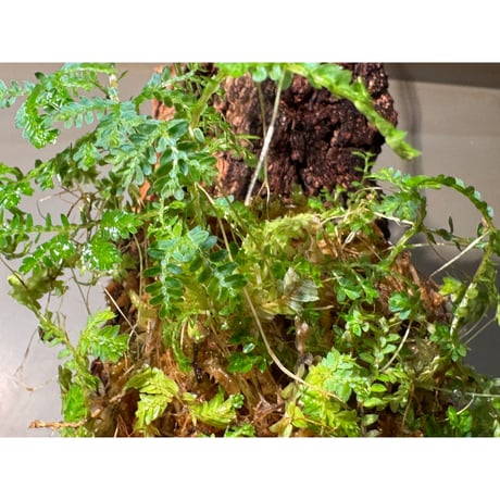 Selaginella willdenowii