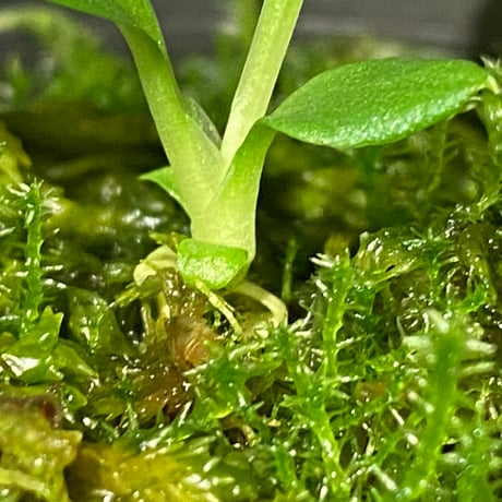 Homalomena sp . from Jerteh [TK090118-2]