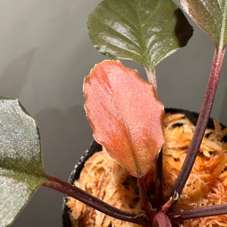 Homalomena  sp. "Opal Purple" from Kepulauan Riau ①